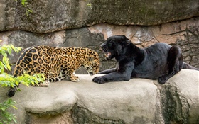 Jaguar, negro, gatos salvajes, depredadores HD fondos de pantalla