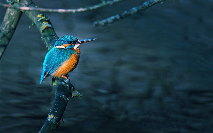 Martín pescador, pájaro, rama de árbol, el agua Fondos de pantalla, imagen