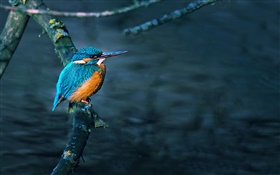 Martín pescador, pájaro, rama de árbol, el agua