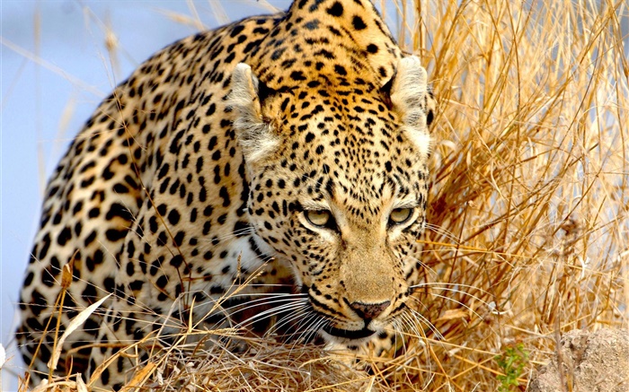 leopardo oculta en la hierba, ojos Fondos de pantalla, imagen