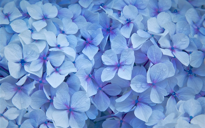 Muchas flores del hydrangea, pétalos azules, rocío Fondos de pantalla, imagen