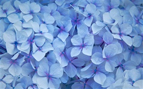 Muchas flores del hydrangea, pétalos azules, rocío