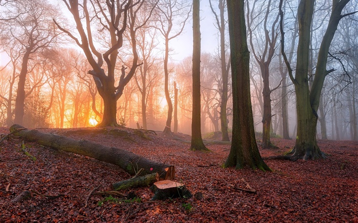 Por la mañana, bosque, árboles, niebla, salida del sol Fondos de pantalla, imagen