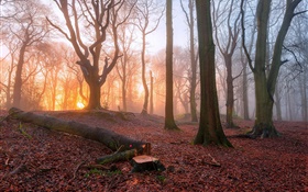 Por la mañana, bosque, árboles, niebla, salida del sol HD fondos de pantalla