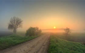 Por la mañana, por carretera, hierba, árboles, niebla, salida del sol