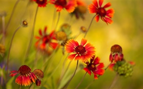 flores anaranjadas, flores silvestres HD fondos de pantalla