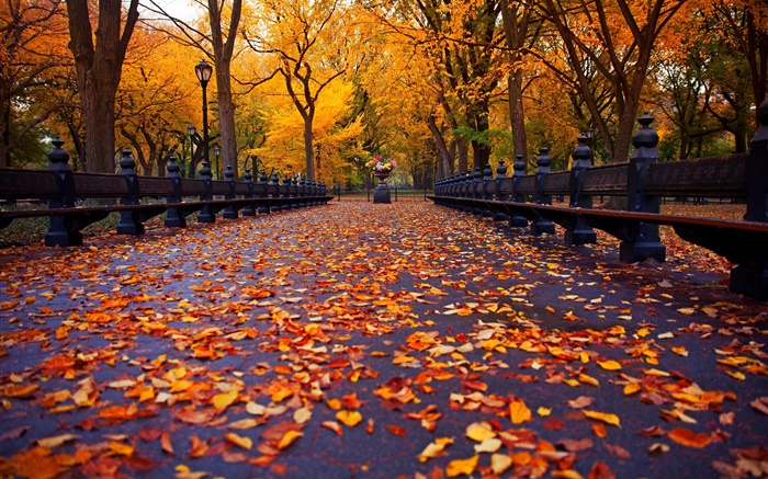 Parque, otoño, banco, árboles, hojas, trayectoria Fondos de pantalla, imagen