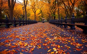 Parque, otoño, banco, árboles, hojas, trayectoria HD fondos de pantalla