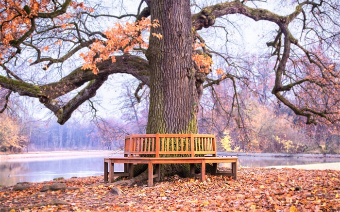 Parque, árbol grande, banco, otoño Fondos de pantalla, imagen
