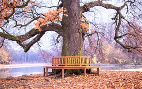 Parque, árbol grande, banco, otoño