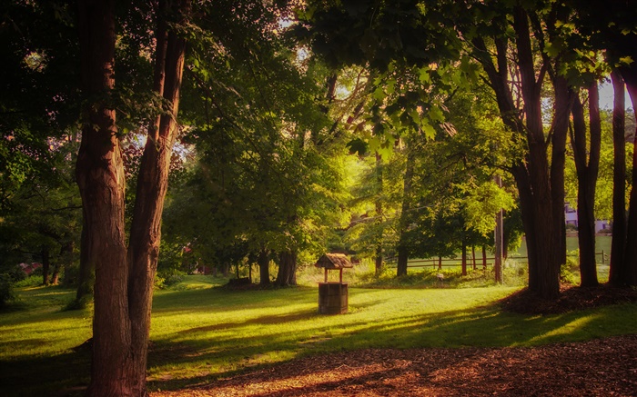 Parque, hierba, árboles, rayos del sol, verano Fondos de pantalla, imagen