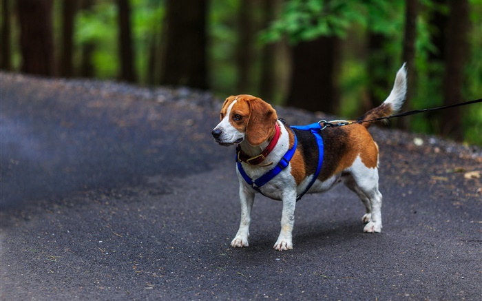 Mascota, perro, beagle Fondos de pantalla, imagen