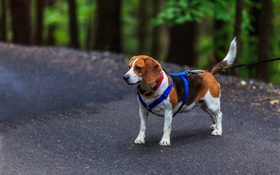Mascota, perro, beagle HD fondos de pantalla