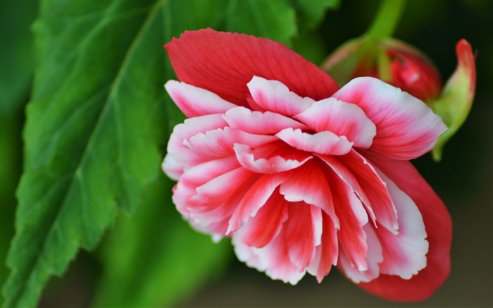 begonia de flor rosa, pétalos, la fotografía macro Fondos de pantalla, imagen