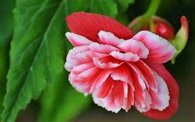 begonia de flor rosa, pétalos, la fotografía macro