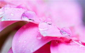flores de color rosa macro fotografía, pétalos, rocío HD fondos de pantalla