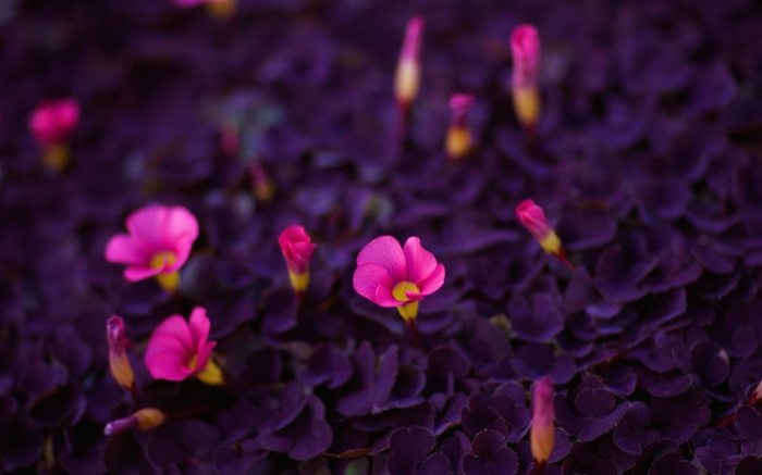 pequeñas flores de color rosa, hojas de color púrpura Fondos de pantalla, imagen