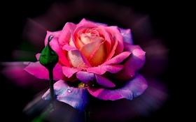 Rosa rosa flor, rocío, brote
