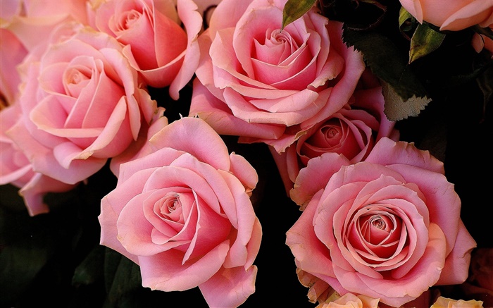 Rosa rosa flores, pétalos Fondos de pantalla, imagen