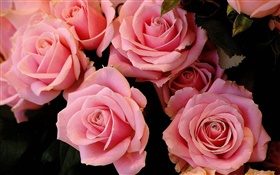 Rosa rosa flores, pétalos HD fondos de pantalla