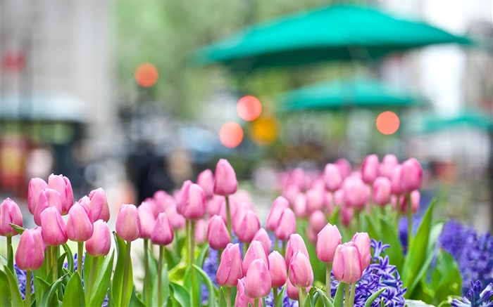 flores de tulipán rosa, jacinto azul, primavera, bokeh Fondos de pantalla, imagen