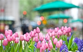 flores de tulipán rosa, jacinto azul, primavera, bokeh