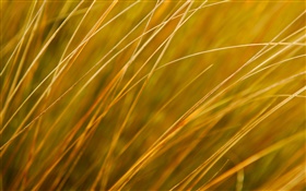 Primer de la planta, hierba amarilla, otoño HD fondos de pantalla