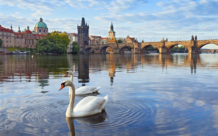 Praga, República Checa, el Puente de Carlos, casa, río Vltava, cisnes Fondos de pantalla, imagen