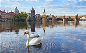 Praga, República Checa, el Puente de Carlos, casa, río Vltava, cisnes