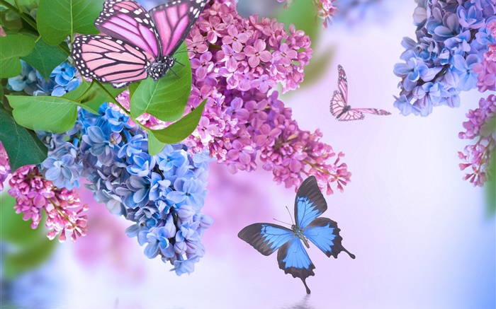 flores de color púrpura, lila, mariposa Fondos de pantalla, imagen