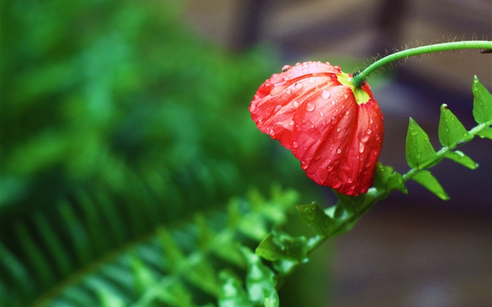 flor roja, después de la lluvia, gotas de agua, las hojas verdes Fondos de pantalla, imagen