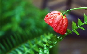 flor roja, después de la lluvia, gotas de agua, las hojas verdes