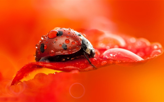 mariquita roja, escarabajo, insecto, pétalo de flor roja, el rocío, la fotografía macro Fondos de pantalla, imagen