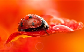 mariquita roja, escarabajo, insecto, pétalo de flor roja, el rocío, la fotografía macro HD fondos de pantalla