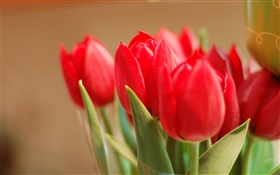 flores de tulipán rojo, hojas, bokeh
