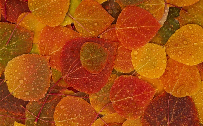 hojas amarillas rojas, otoño, las gotas de agua Fondos de pantalla, imagen