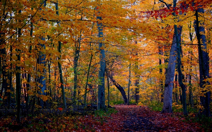 rastro, bosque, árboles, otoño, las hojas amarillas Fondos de pantalla, imagen