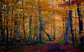 rastro, bosque, árboles, otoño, las hojas amarillas