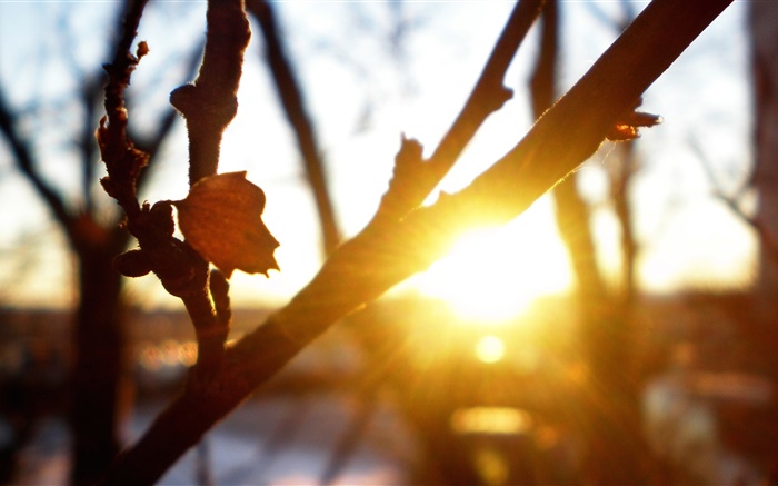 Árbol, ramas, hojas, puesta del sol, los rayos del sol, resplandor, otoño Fondos de pantalla, imagen