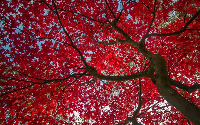 Árbol, hojas de color rojo, otoño, cielo Fondos de pantalla, imagen