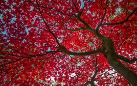 Árbol, hojas de color rojo, otoño, cielo