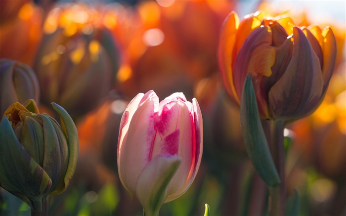 Tulipanes flores, brotes, bokeh, luz del sol Fondos de pantalla, imagen