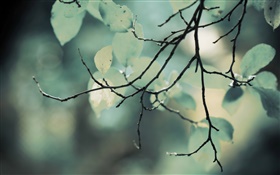Ramitas, hojas, bokeh HD fondos de pantalla