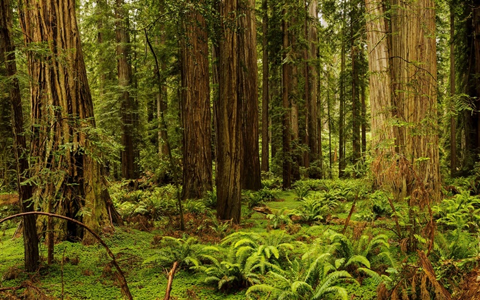 EE.UU., California, secoya Parque Nacional y Estatal, bosque, árboles Fondos de pantalla, imagen