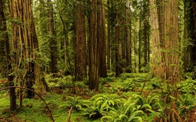 EE.UU., California, secoya Parque Nacional y Estatal, bosque, árboles HD fondos de pantalla