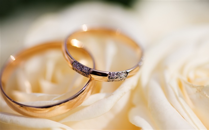 Los anillos de boda, pétalos de rosa Fondos de pantalla, imagen