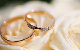 Los anillos de boda, pétalos de rosa HD fondos de pantalla