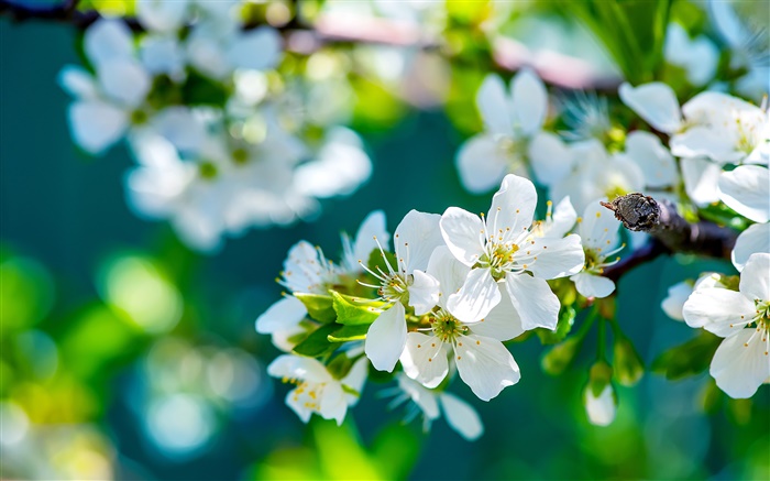 flores blancas manzana, primavera, soleado Fondos de pantalla, imagen
