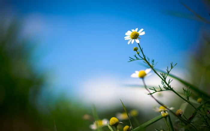 margarita blanca, flor, cielo azul, fondo borroso Fondos de pantalla, imagen