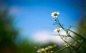 margarita blanca, flor, cielo azul, fondo borroso HD fondos de pantalla